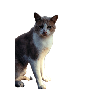 Portrait Of A Cat Sitting Outdoors In A Sunlit Park In İStanbul, TüRkiye. 18361 - Cat PNG image with transparent background